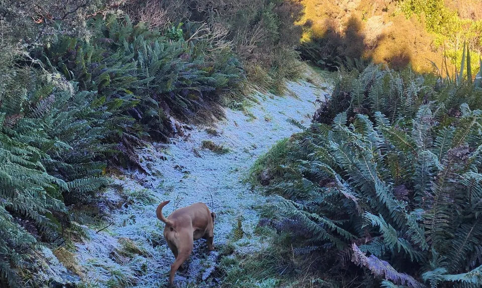 Swampy Ridge Track, Otago