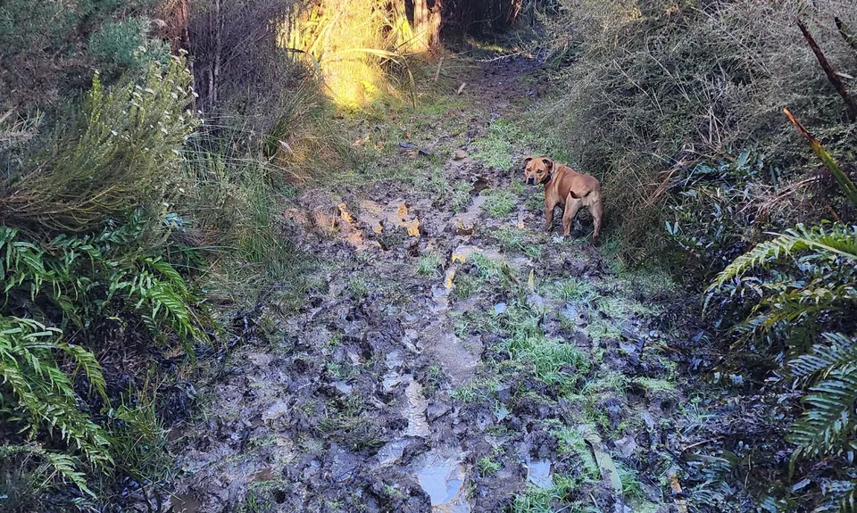 Swampy Ridge Track, Otago