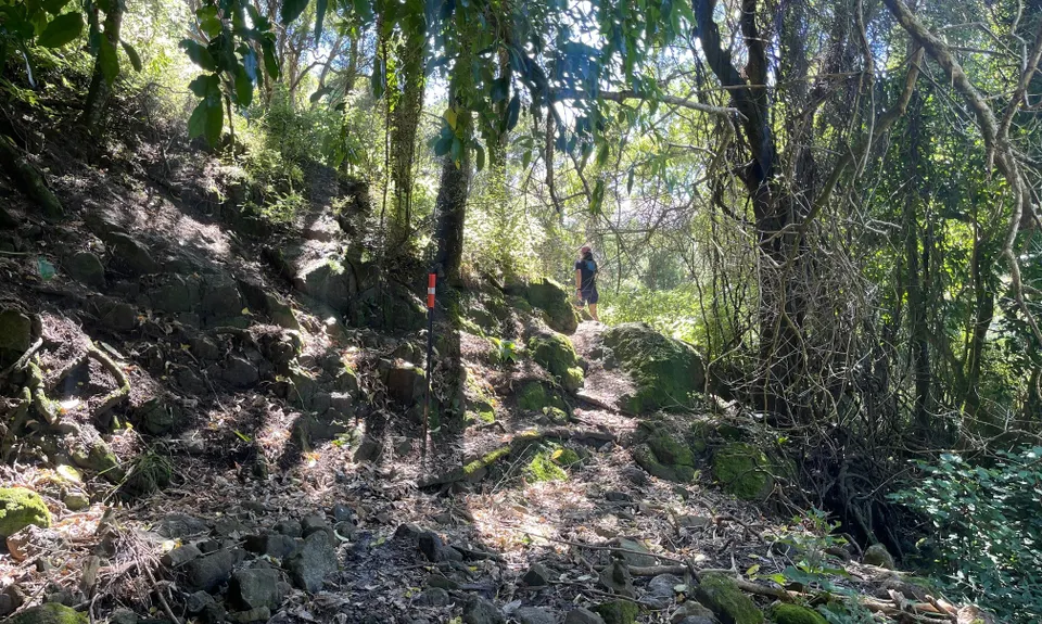 Tūpari - Packhorse - Kaituna Loop, Canterbury
