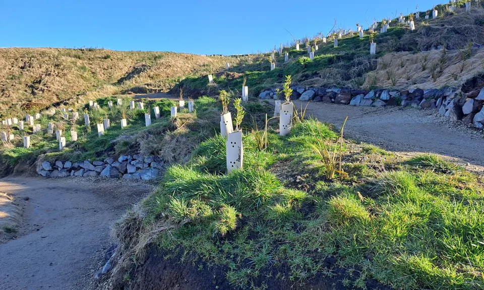 Tauhara Grunt, Waikato