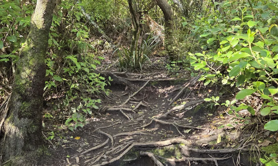 Tauhara Grunt, Waikato