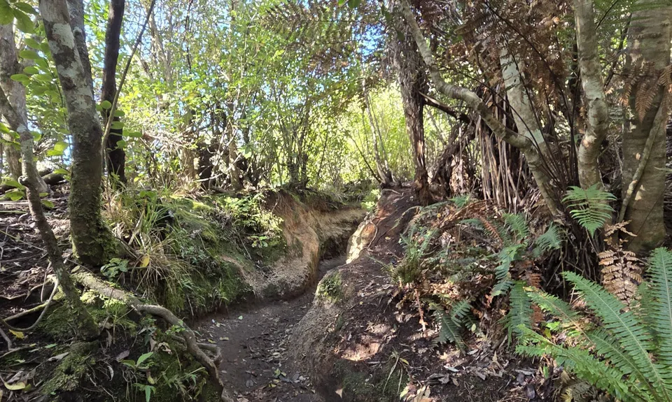 Tauhara Grunt, Waikato