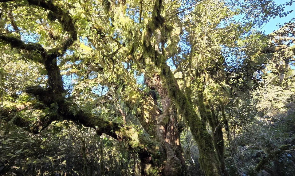 Tauhara Grunt, Waikato