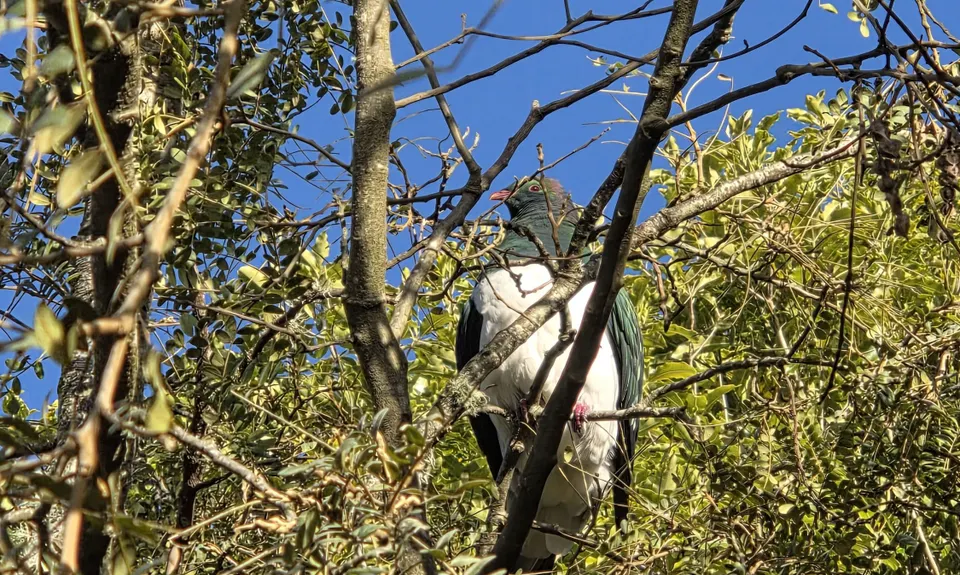 Tauhara Grunt, Waikato