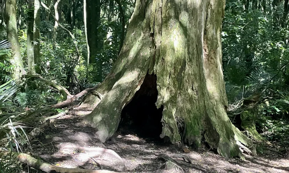 Tawa Loop - Manawatu Gorge, Manawatu - Wanganui