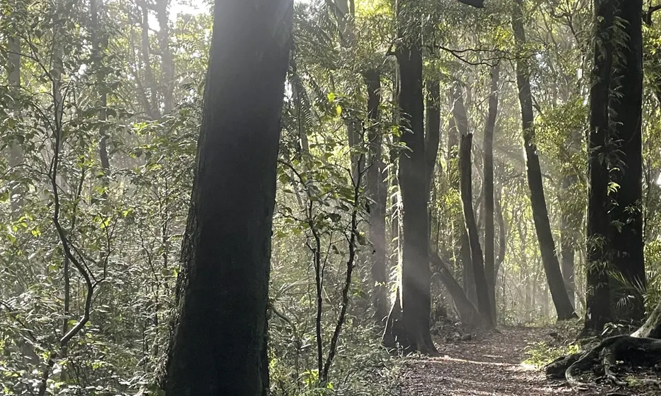 Tawa Loop - Manawatu Gorge, Manawatu - Wanganui