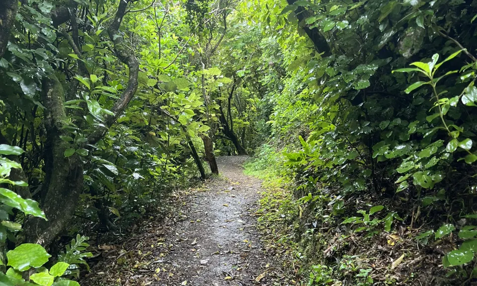 Te Ara Papararangi Views, Wellington
