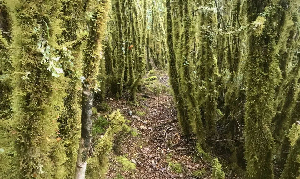 Te Iringa (Kaimanawas)