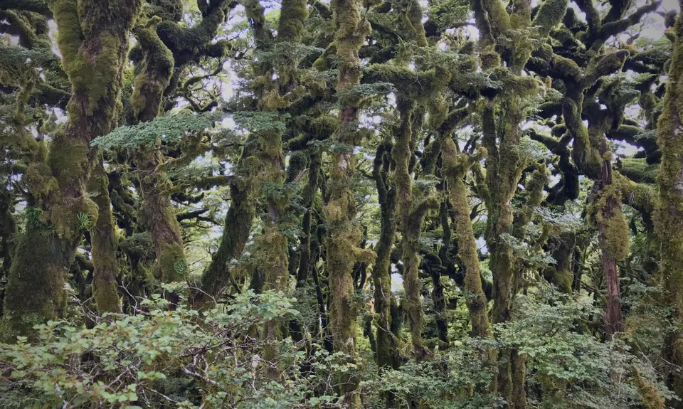 Te Iringa (Kaimanawas)