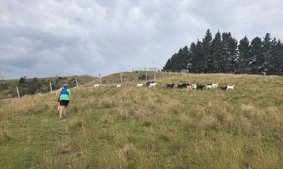 Te Kuri Farm walkway, Gisborne