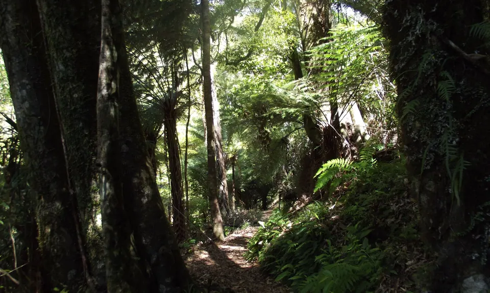 Te Waiti Track, Bay of Plenty