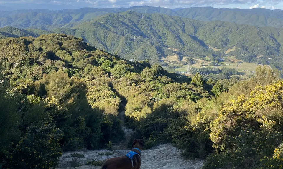 Te Whiti Firebreak Calf Burn, Wellington