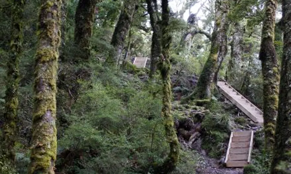 Hooper Loop - Mt Holdsworth, Wellington
