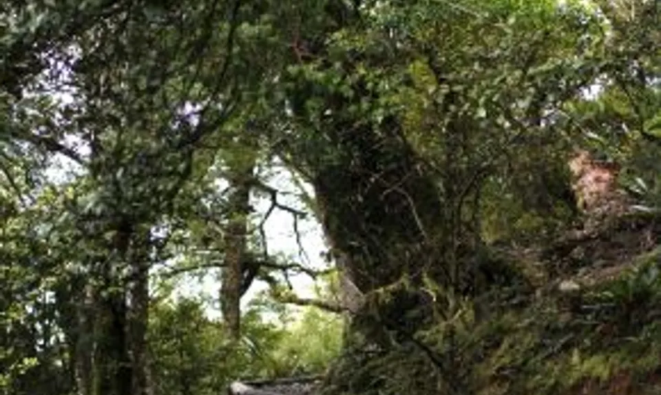 Hooper Loop - Mt Holdsworth, Wellington