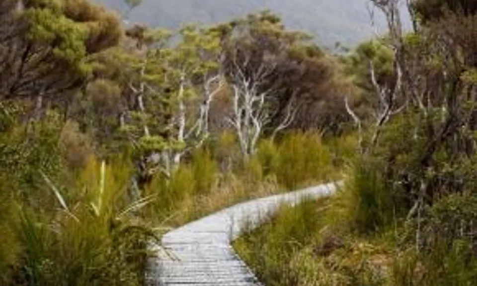 Hooper Loop - Mt Holdsworth, Wellington