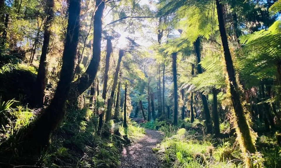 The Paparoa, West Coast