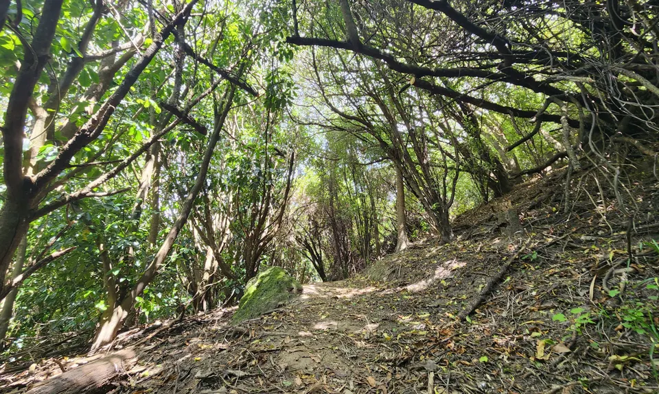 The Pipeline of Pain, Canterbury