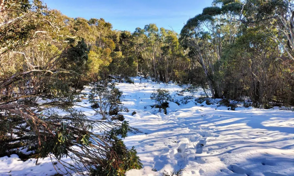 Tidbinbilla Mountain - Camels Hump Loop, Australian Capital Territory