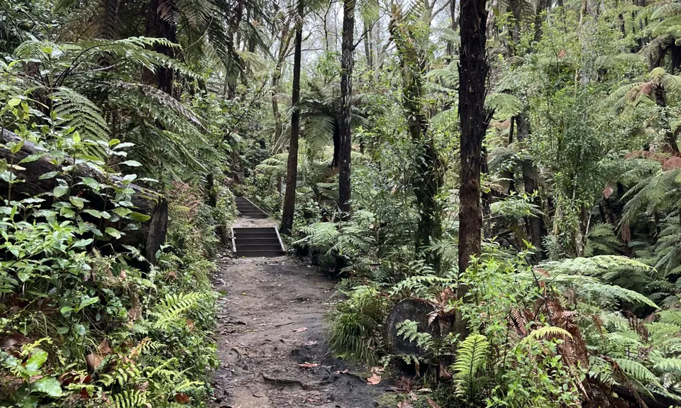 Tokorangi Pa Track, Bay of Plenty