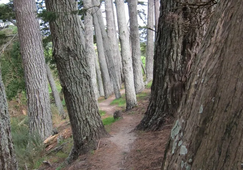 Totara Park Track, Auckland