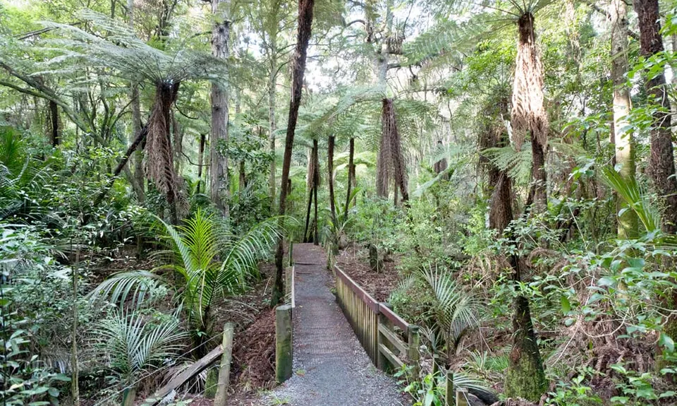 Totara Park Track, Auckland
