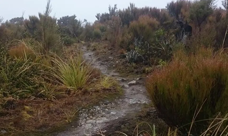 Dobson Loop, Wellington