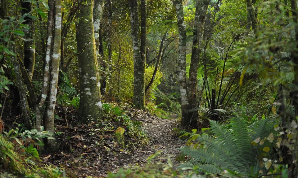 Tokavegas trails, Waikato