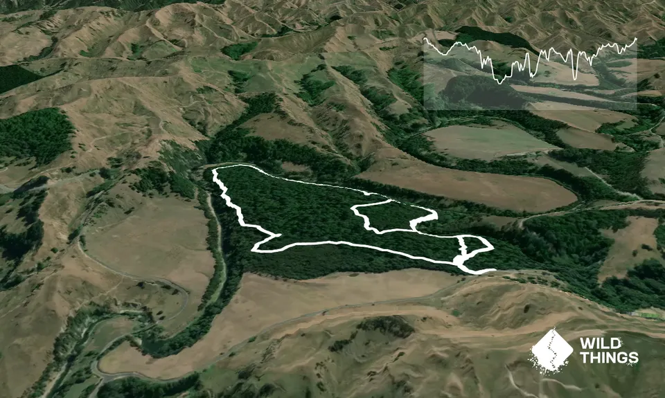 Sutherland's Puriri Bush, Manawatu - Wanganui