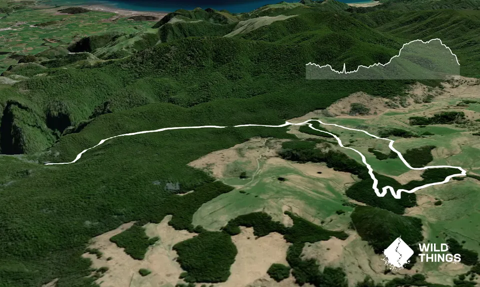 Harwoods Gold, Tasman