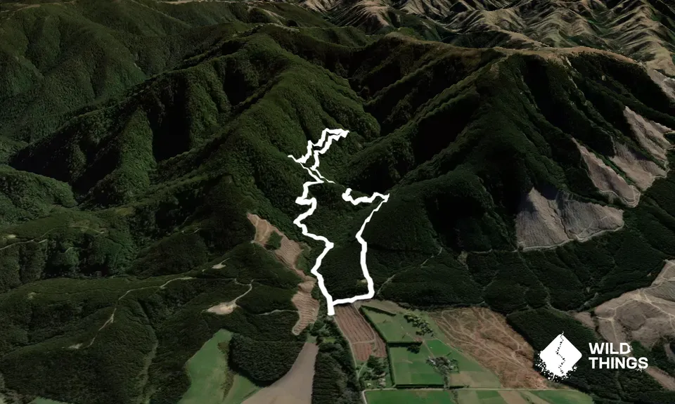 Mt Thomas Forest Loop, Canterbury