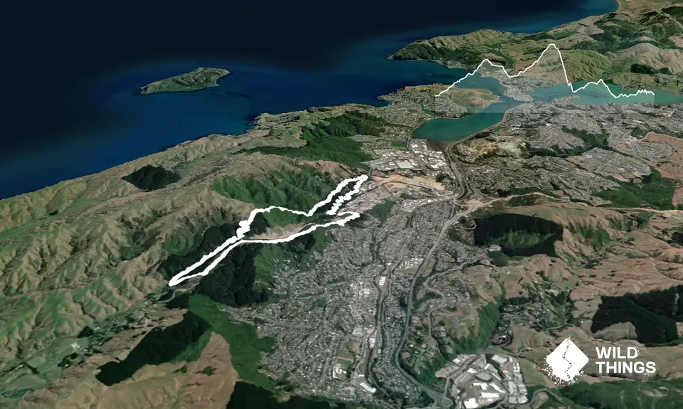 A Touch of Spicer, Wellington