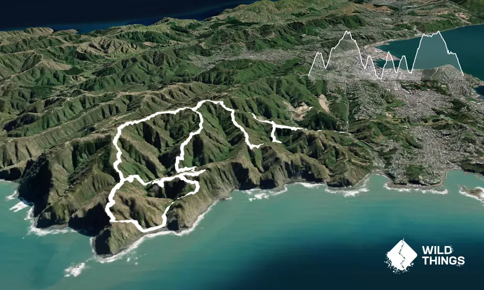 Swallow's loop, Wellington