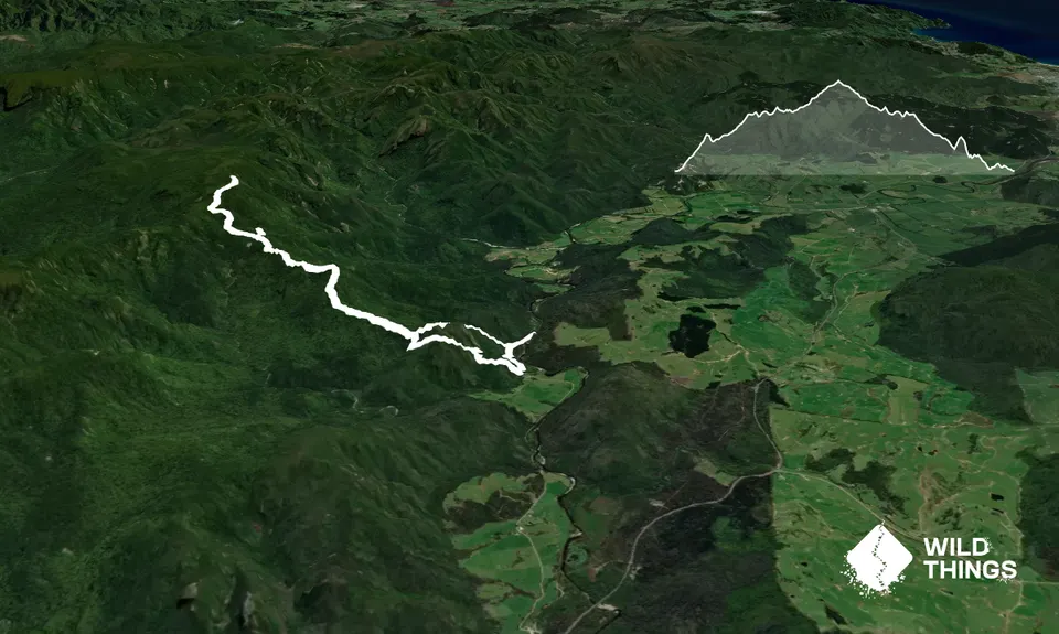 Hihi Grunter, Waikato