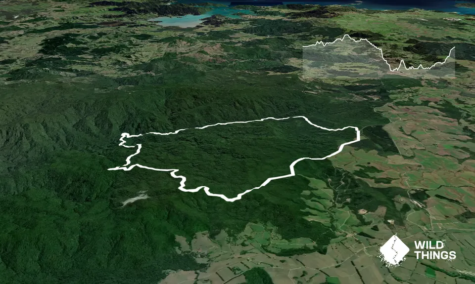 Puketi Forest Loop, Northland