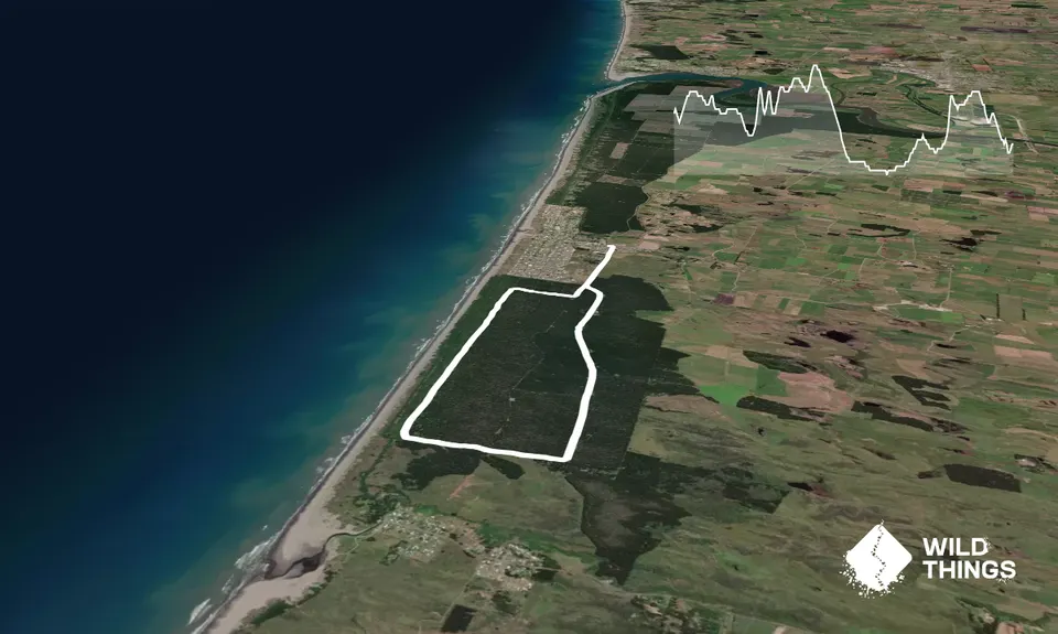 Waitarere Forest, Manawatu - Wanganui