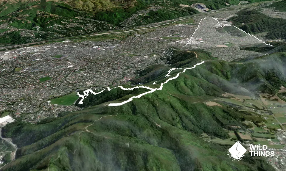 Te Whiti Firebreak Calf Burn, Wellington