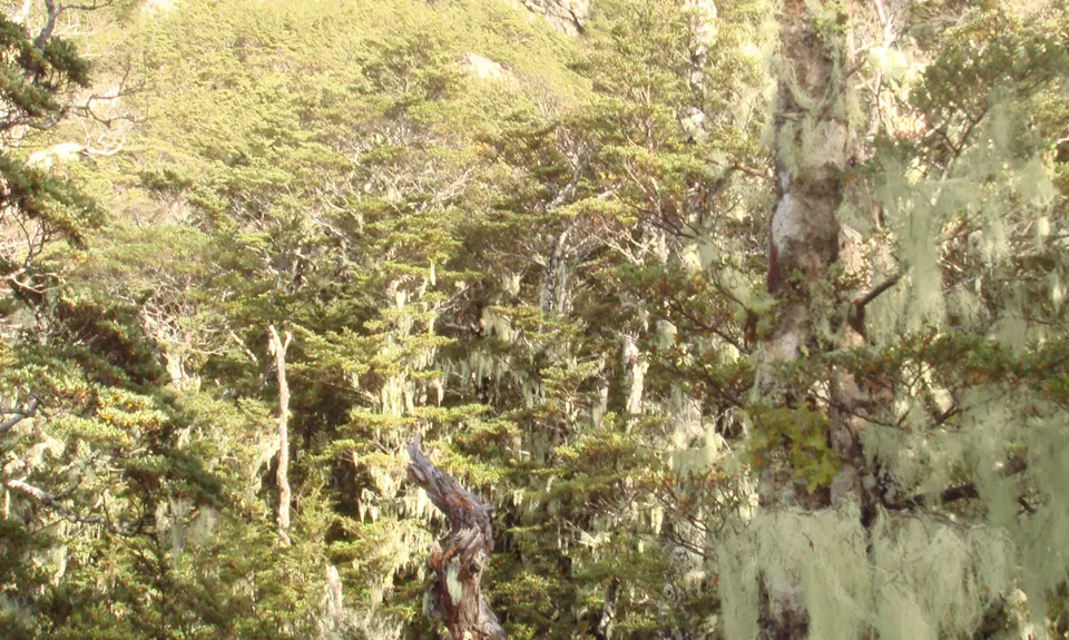 Angelus East Ridge Circuit, Tasman