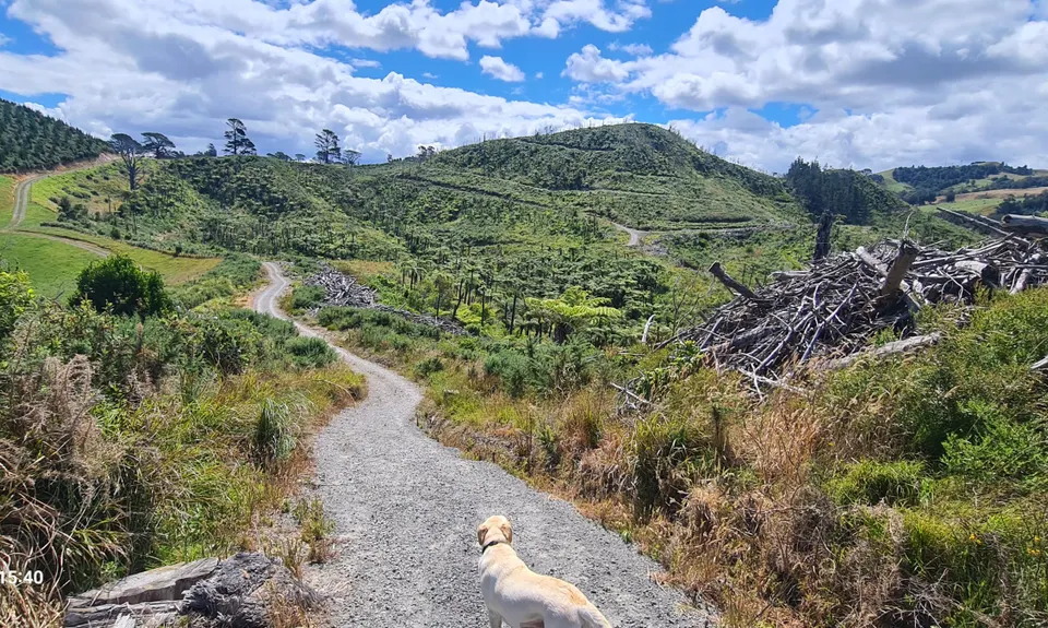Waihi Beach Trig and Forest Loop, Bay of Plenty