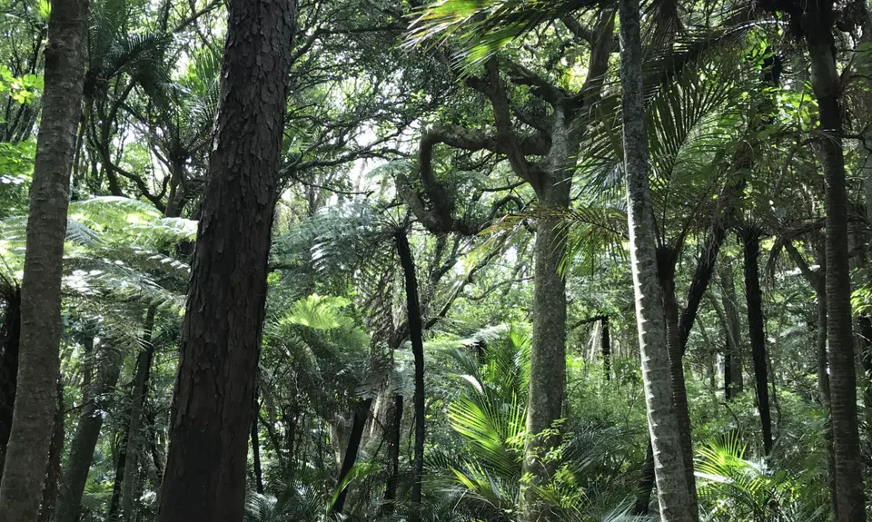 Puhinui Stream Forest Trail, Auckland