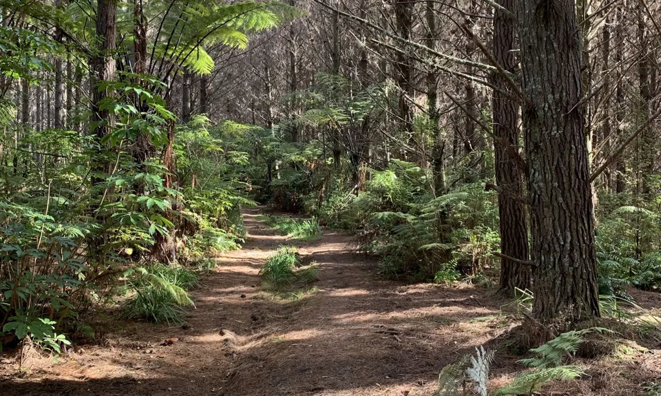 Fun at Riverhead, Auckland