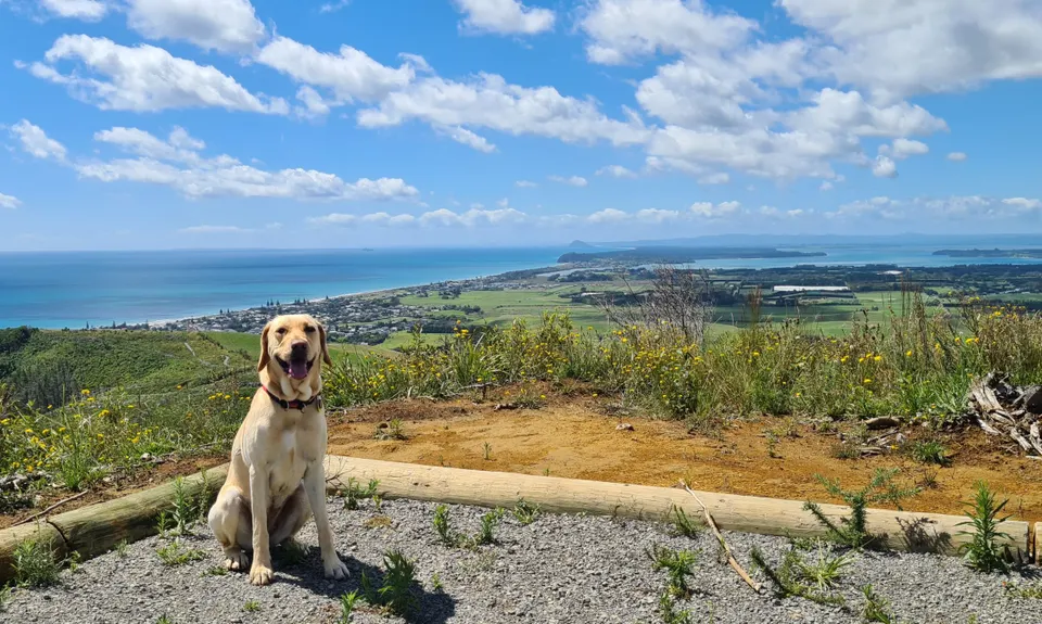 Waihi Beach Trig Track, Bay of Plenty