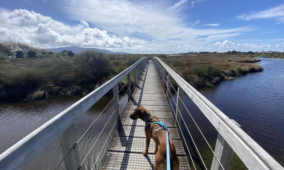 Waikanae River & Estuary, Wellington
