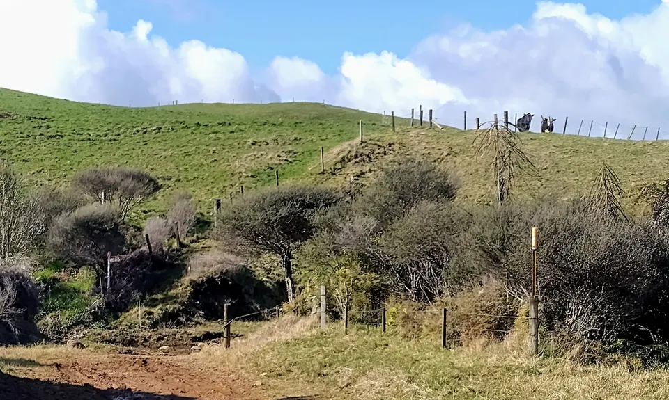 Wairake Track, Waikato