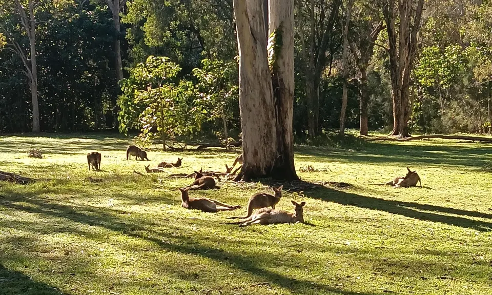 Wallaby Wander, Queensland