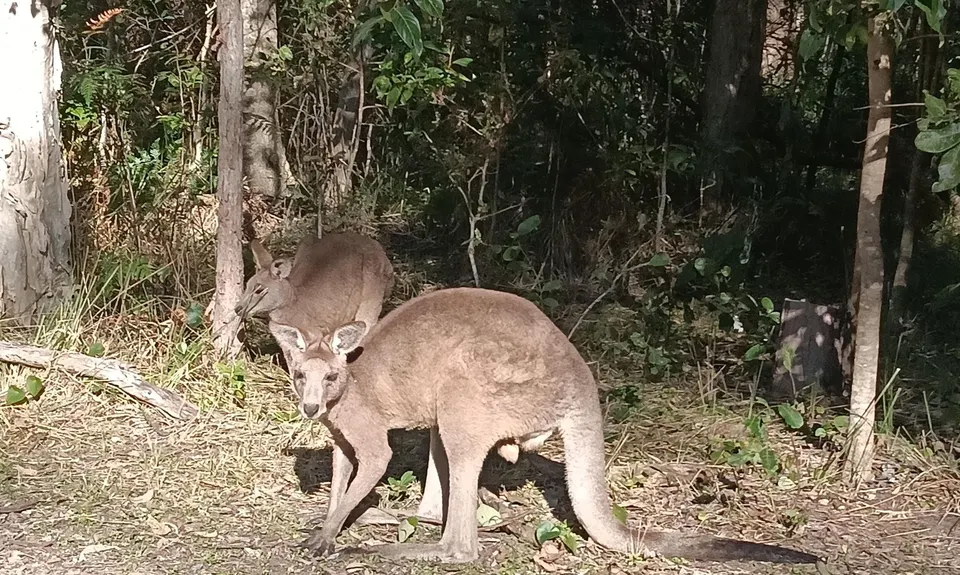 Wallaby Wander, Queensland