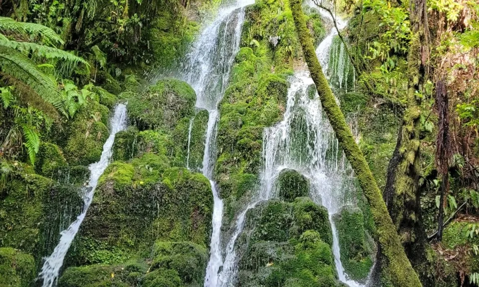 The Other Okataina Trails, Bay of Plenty