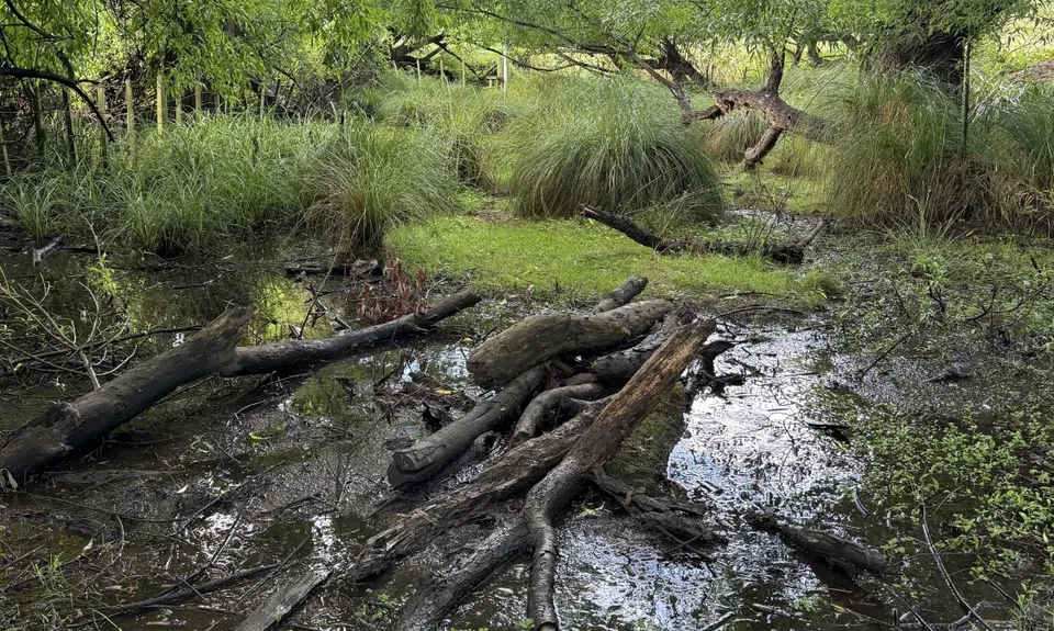 Westmere Walkway & Mitipo Park, Manawatu - Wanganui