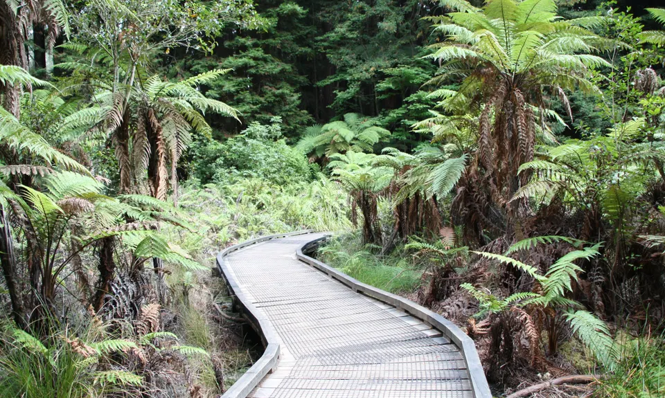 Pohaturoa Track, Bay of Plenty