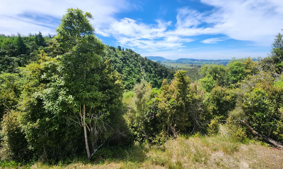 White Pine Riot, Canterbury