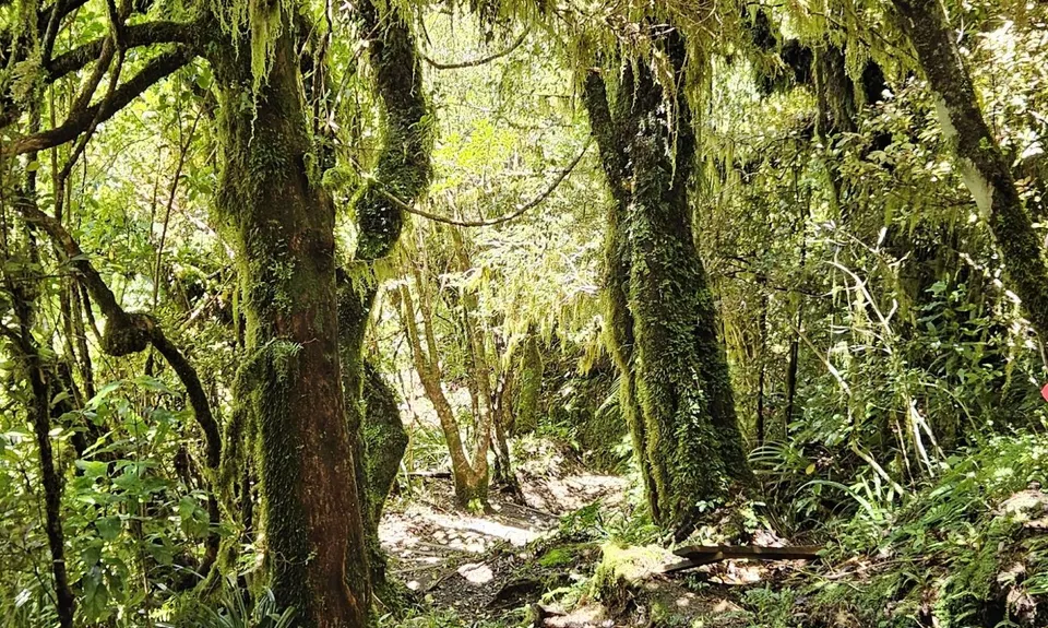 Wilkie and The Enchanted Ridge, Taranaki